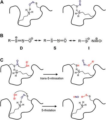 Protein Surface Interactions—Theoretical and Experimental Studies